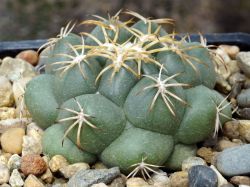 Coryphantha elephantidens MZ 592