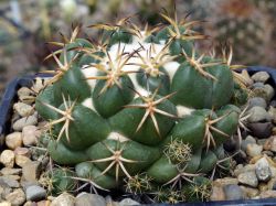 Coryphantha elephantidens, Michoacán