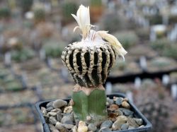 Discocactus horstii #1