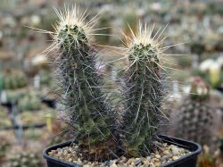 Echinocereus engelmannii
