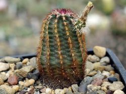 Echinocereus viridiflorus RP 88