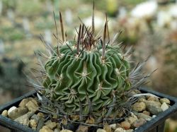 Echinofossulocactus lloydii
