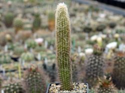 Espostoa lanata
