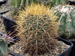 Ferocactus chrysacanthus L 010