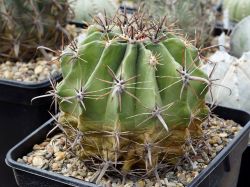 Ferocactus horridus