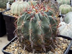 Ferocactus latispinus VM 712