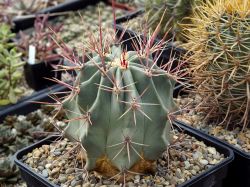Ferocactus rectispinus SB 1700