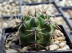 Gymnocalycium achirasense VG 705a