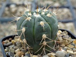 Gymnocalycium bayrianum TOM 326 #3