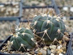 Gymnocalycium bayrianum TOM 326 #2