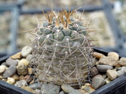 Gymnocalycium borthii ssp. nogolense VG 411/1 #3