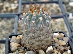 Gymnocalycium borthii ssp. nogolense VG 411/1 #2