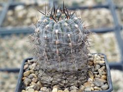 Gymnocalycium borthii ssp. nogolense VG 411/1 #1