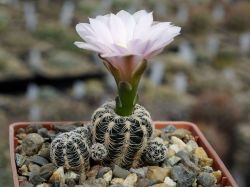 Gymnocalycium bruchii ssp. glaucum GN 230