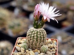 Gymnocalycium bruchii v. pawlovskyi VG 545 #2