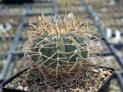 Gymnocalycium cardenasianum #2