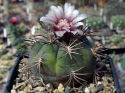 Gymnocalycium catamarcense f. belense VG 814 #1