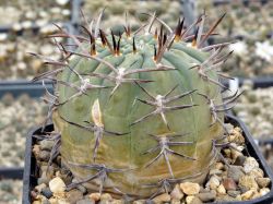 Gymnocalycium catamarcense form. VG 177 #1