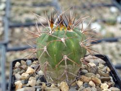 Gymnocalycium coloradense VG 401 #2