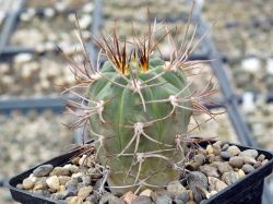 Gymnocalycium coloradense VG 401 #1