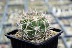 Gymnocalycium ferocior