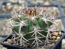 Gymnocalycium ferocior #1
