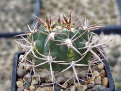 Gymnocalycium ferocior #2