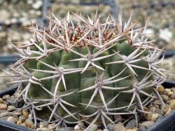 Gymnocalycium ferocior VG 512