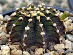 Gymnocalycium friedrichii LB 2178 #3