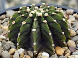 Gymnocalycium friedrichii LB 2178 #2