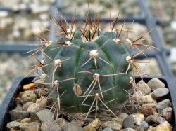 Gymnocalycium gaponii ssp. occidentale VG 309 #2