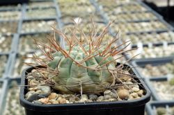 Gymnocalycium guanchinense VG 231 #1