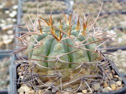 Gymnocalycium guanchinense VG 231 #2