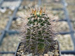 Gymnocalycium horridispinum #2