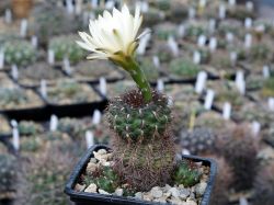 Gymnocalycium mesopotamicum #1