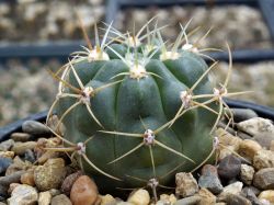 Gymnocalycium monvillei VG 271