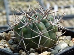 Gymnocalycium mostii v. kurtzianum #1