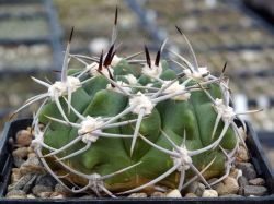 Gymnocalycium mostii v. miradorense VG 463