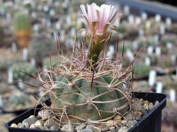 Gymnocalycium polycephalum P 223 #2
