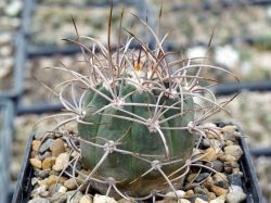 Gymnocalycium polycephalum P 223 #5