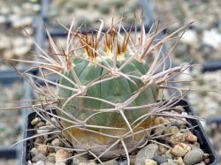 Gymnocalycium polycephalum P 223 #3