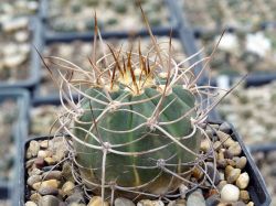 Gymnocalycium polycephalum P 223 #4
