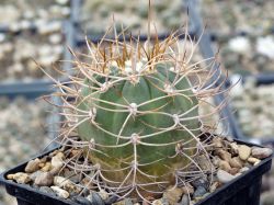 Gymnocalycium polycephalum P 223 #2