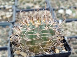Gymnocalycium polycephalum P 223 #1