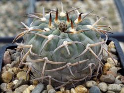 Gymnocalycium riojense ssp. paucispinum cv. asterium