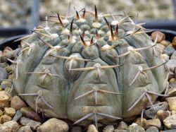 Gymnocalycium riojense ssp. paucispinum v. platygonum VG 065 #1