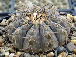 Gymnocalycium riojense ssp. paucispinum v. platygonum VG 065 #2