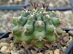 Gymnocalycium schuetzianum #1