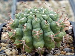 Gymnocalycium schuetzianum #2