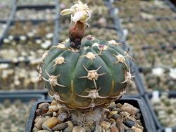 Gymnocalycium spegazzinii